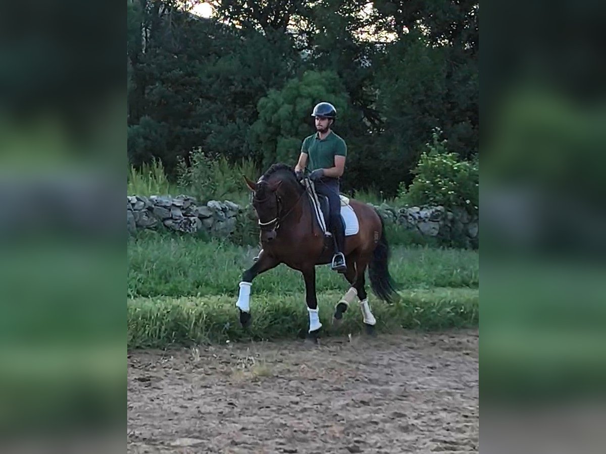 PRE Mix Stallone 9 Anni 163 cm Baio ciliegia in Navalafuente