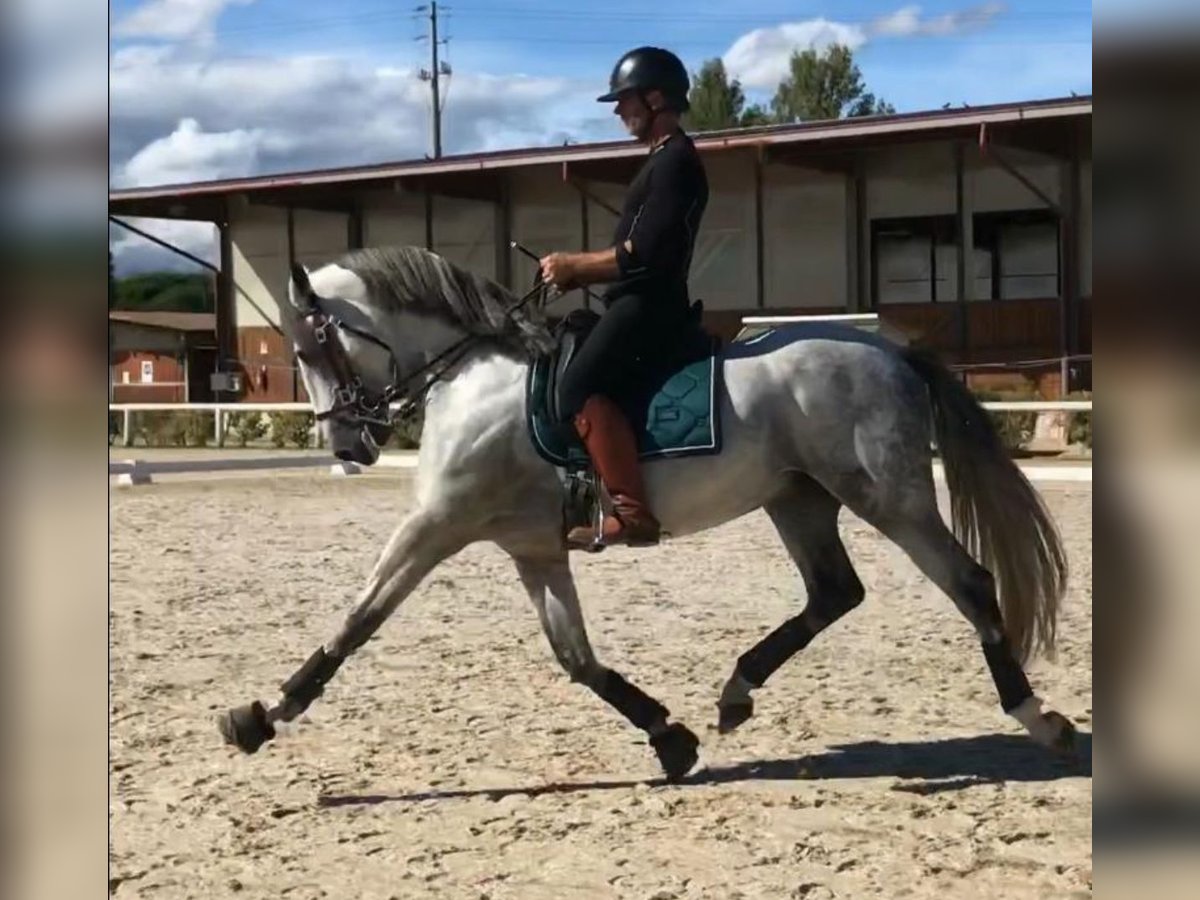 PRE Mix Stallone 9 Anni 165 cm Grigio pezzato in Martfeld