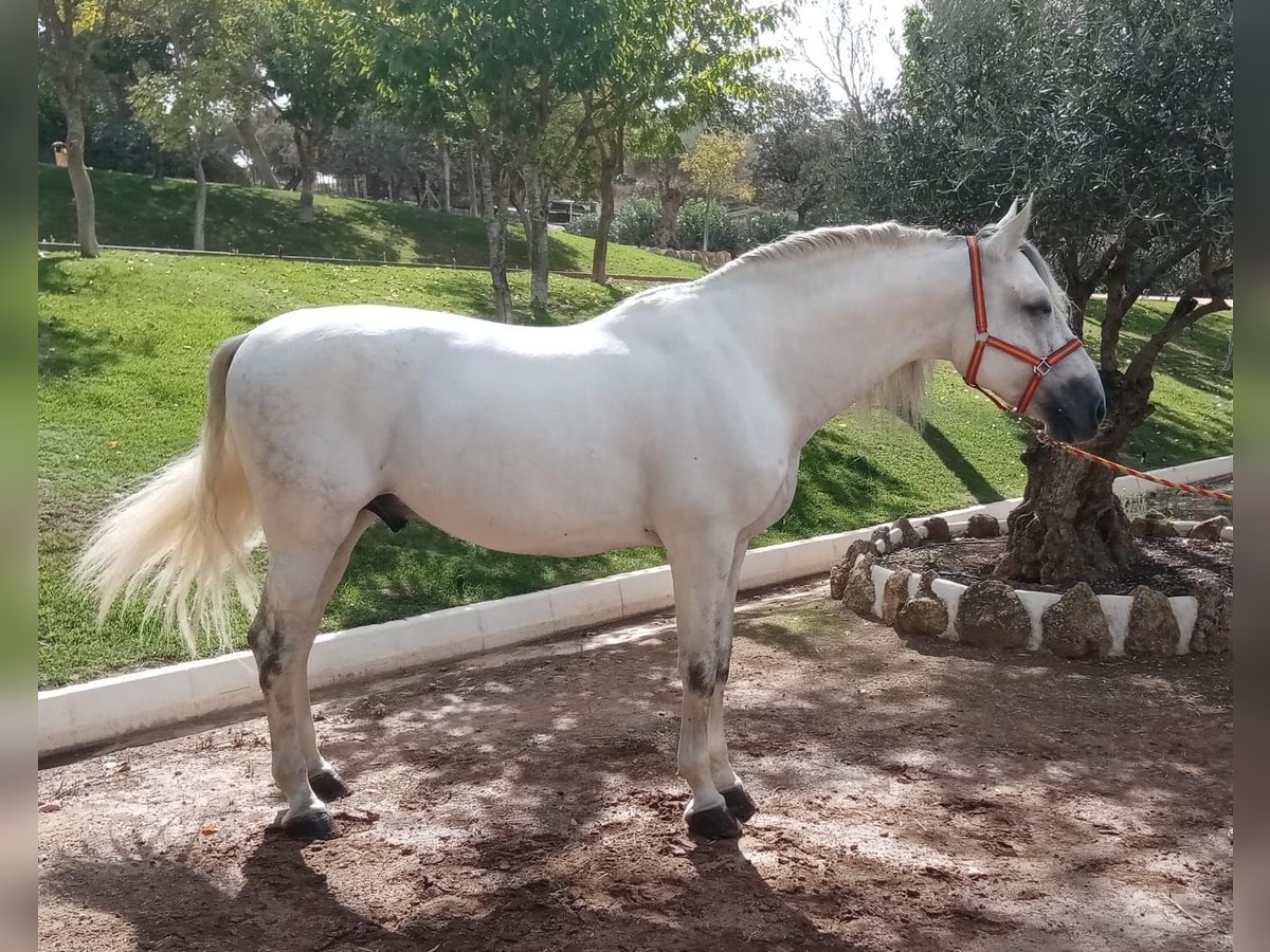 PRE Mix Stallone 9 Anni 170 cm Grigio in Pilas