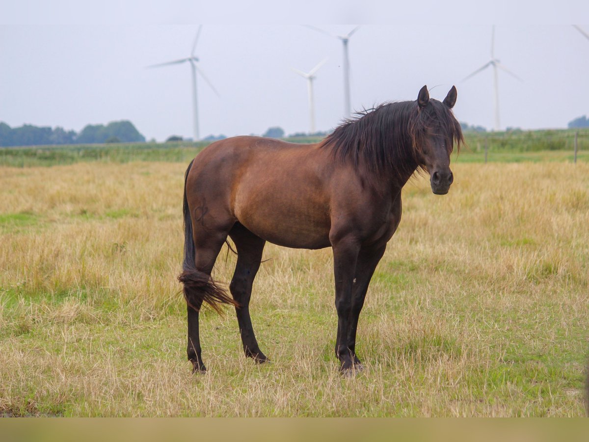 PRE Sto 14 år 164 cm Svart in Wremen