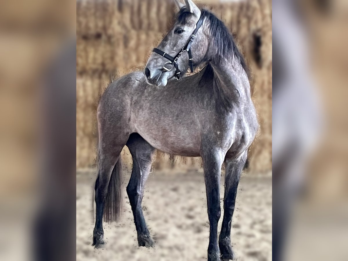 PRE Sto 4 år 155 cm Grå in Bad Laer