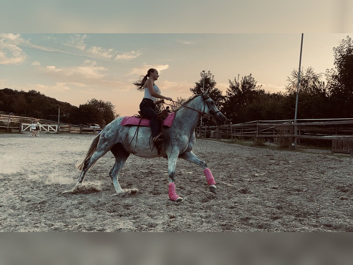 PRE Mix Stute 10 Jahre 155 cm Schimmel in Essen