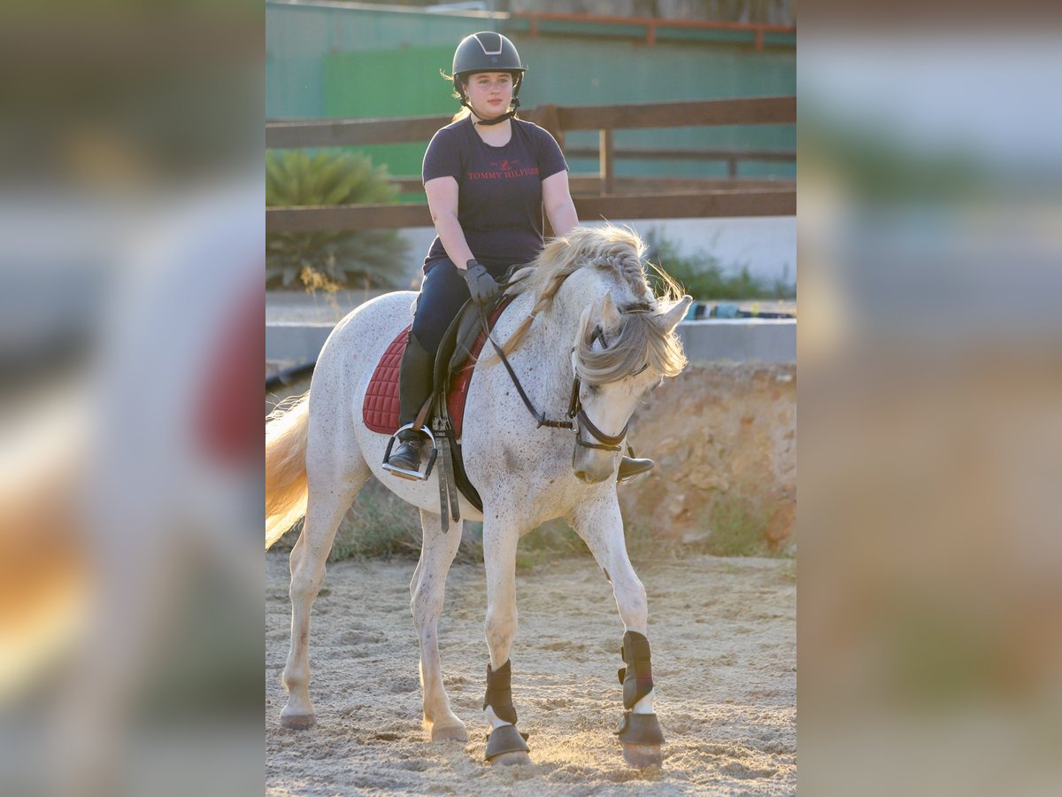 PRE Mix Stute 10 Jahre 160 cm Schimmel in Valencia