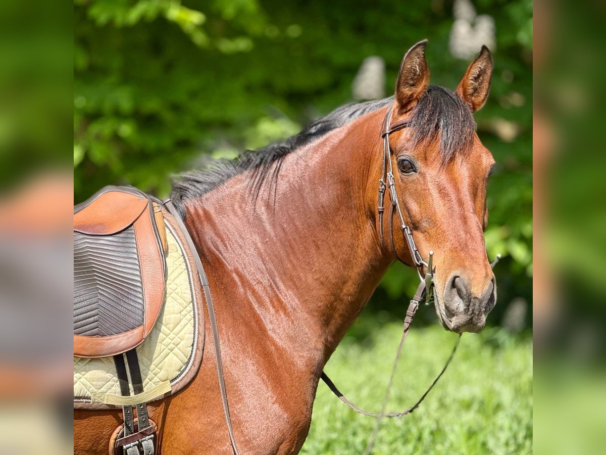 PRE Mix Stute 11 Jahre 155 cm Brauner in Korneuburg