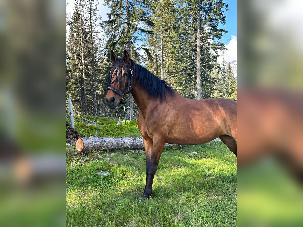 PRE Mix Stute 11 Jahre 160 cm Brauner in Filzmoos