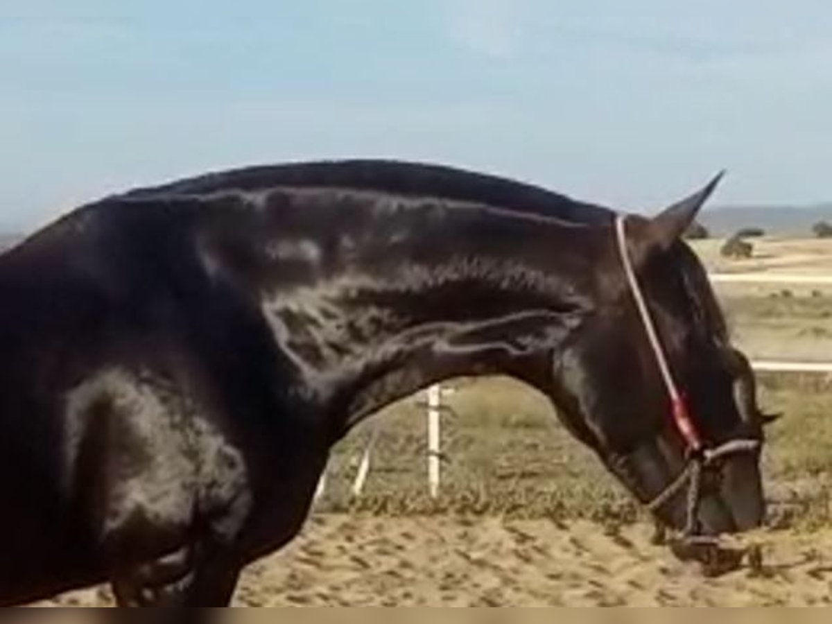 PRE Stute 11 Jahre 168 cm Rappe in Navalvillar De Pela
