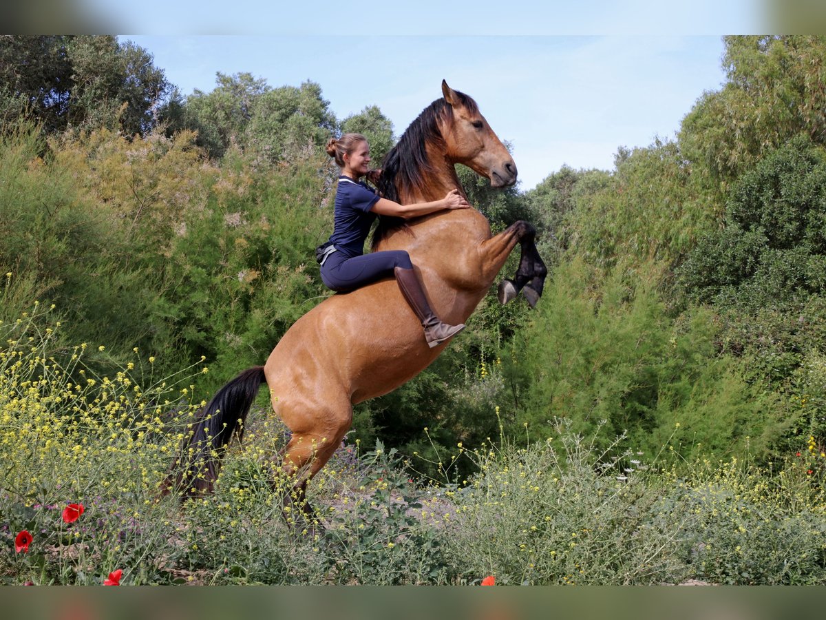 PRE Mix Stute 12 Jahre 151 cm Falbe in San Ambrosio