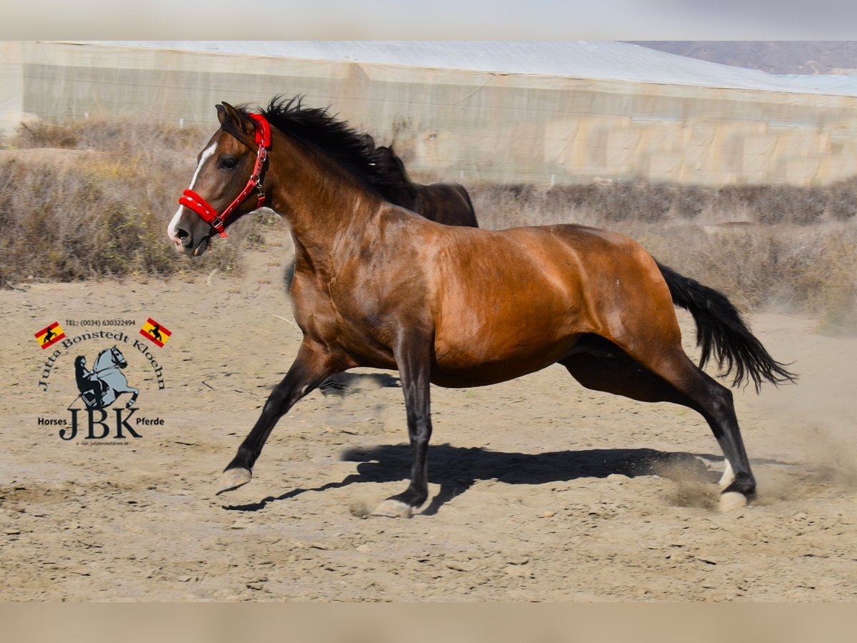 PRE Mix Stute 12 Jahre 160 cm Brauner in Tabernas Almeria
