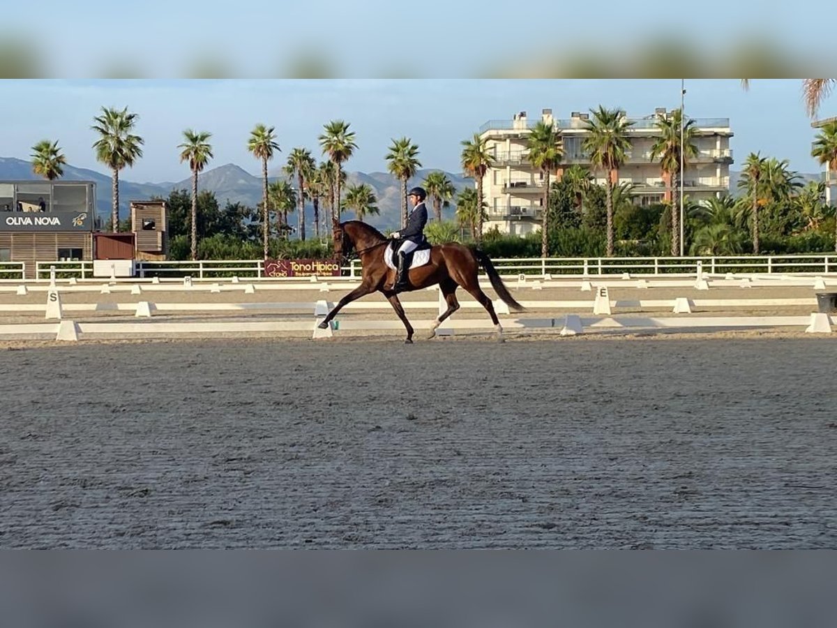 PRE Mix Stute 12 Jahre 168 cm Dunkelbrauner in Seeheim-Jugenheim