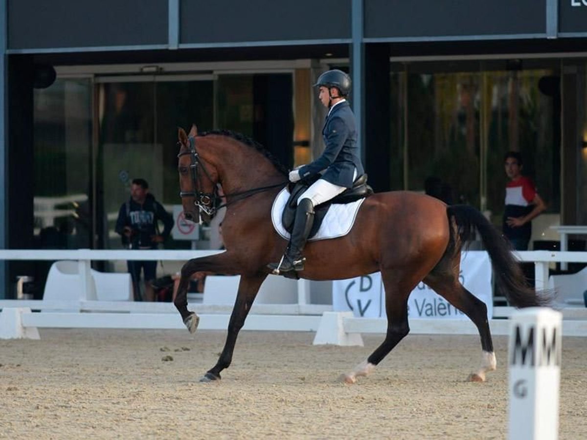 PRE Stute 12 Jahre 169 cm Brauner in Seeheim-Jugenheim