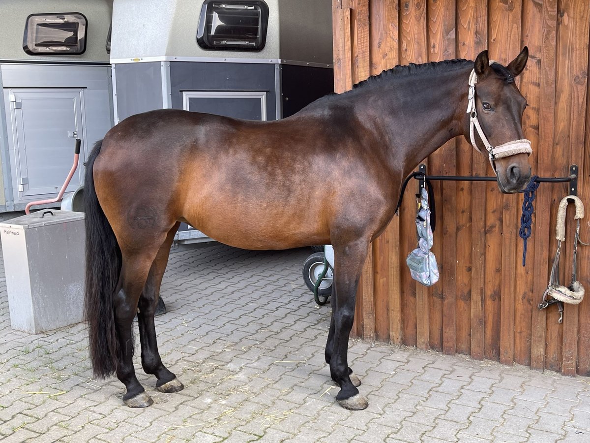 PRE Mix Stute 13 Jahre 162 cm Brauner in Zuzenhausen