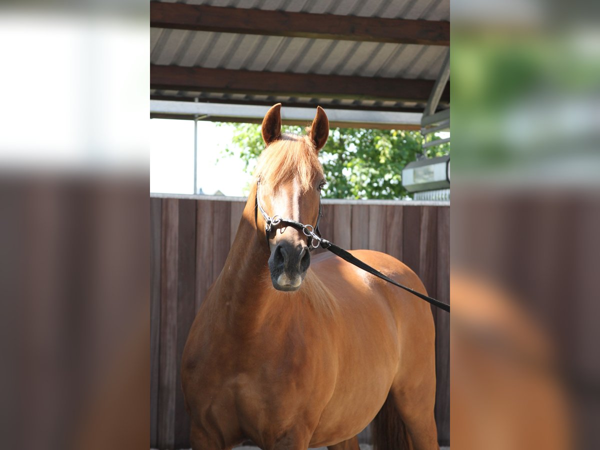 PRE Mix Stute 14 Jahre 158 cm Fuchs in Stahnsdorf