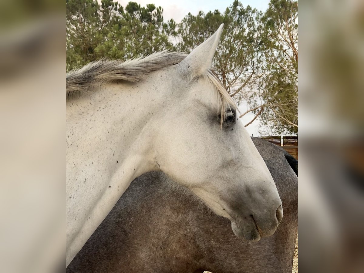 PRE Stute 14 Jahre 163 cm Fliegenschimmel in Rold&#xE1;n