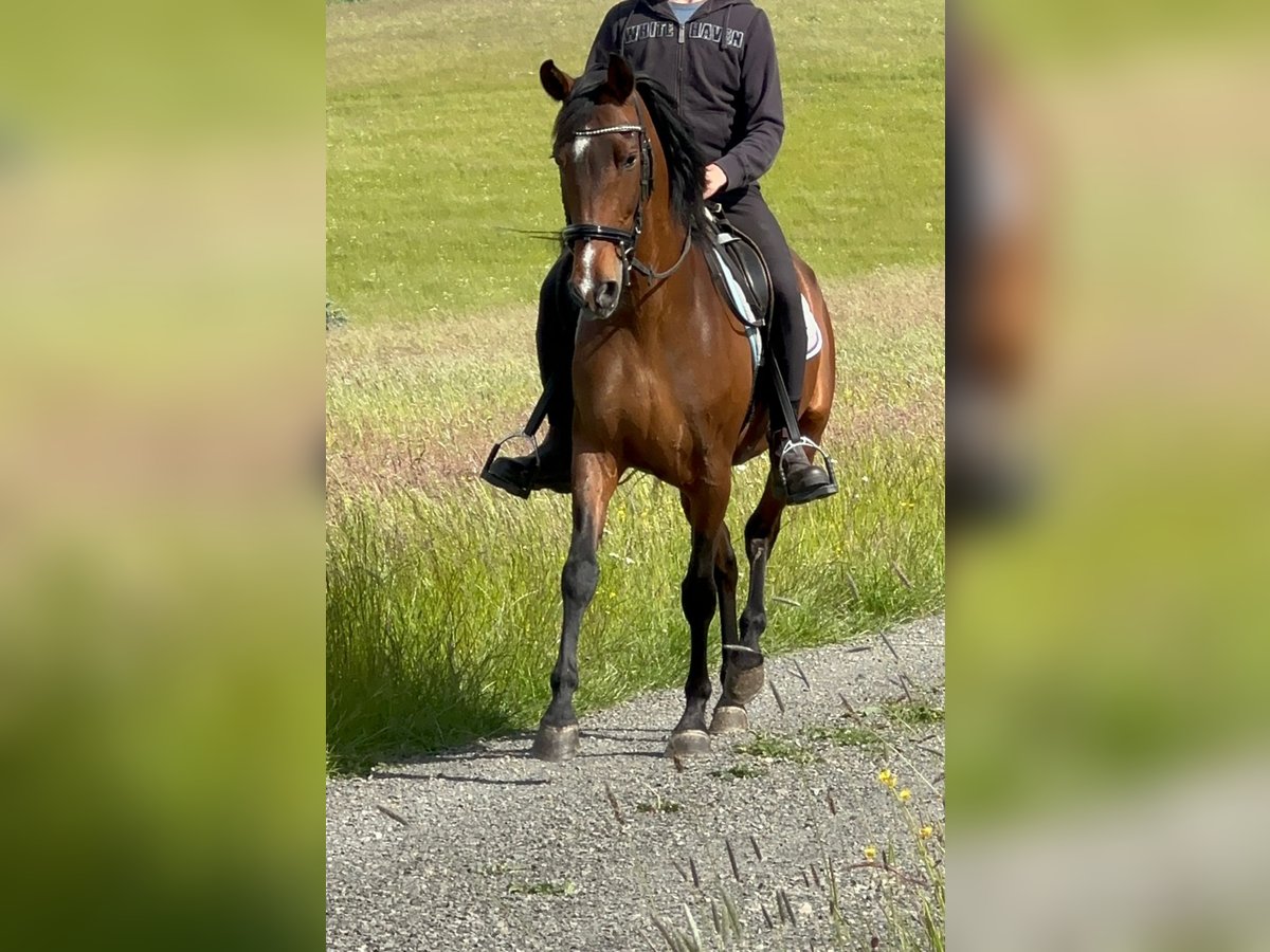 PRE Mix Stute 15 Jahre 155 cm Brauner in Euskirchen
