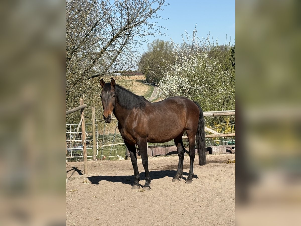 PRE Mix Stute 16 Jahre 164 cm Brauner in J&#xFC;chen