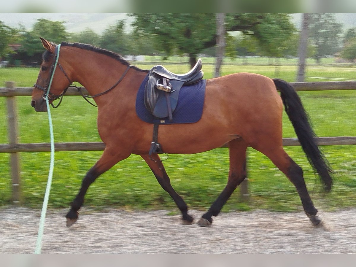PRE Mix Stute 17 Jahre 158 cm Brauner in Giswil