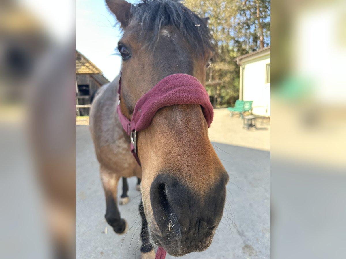 PRE Mix Stute 18 Jahre 158 cm Roan-Bay in Marloffstein
