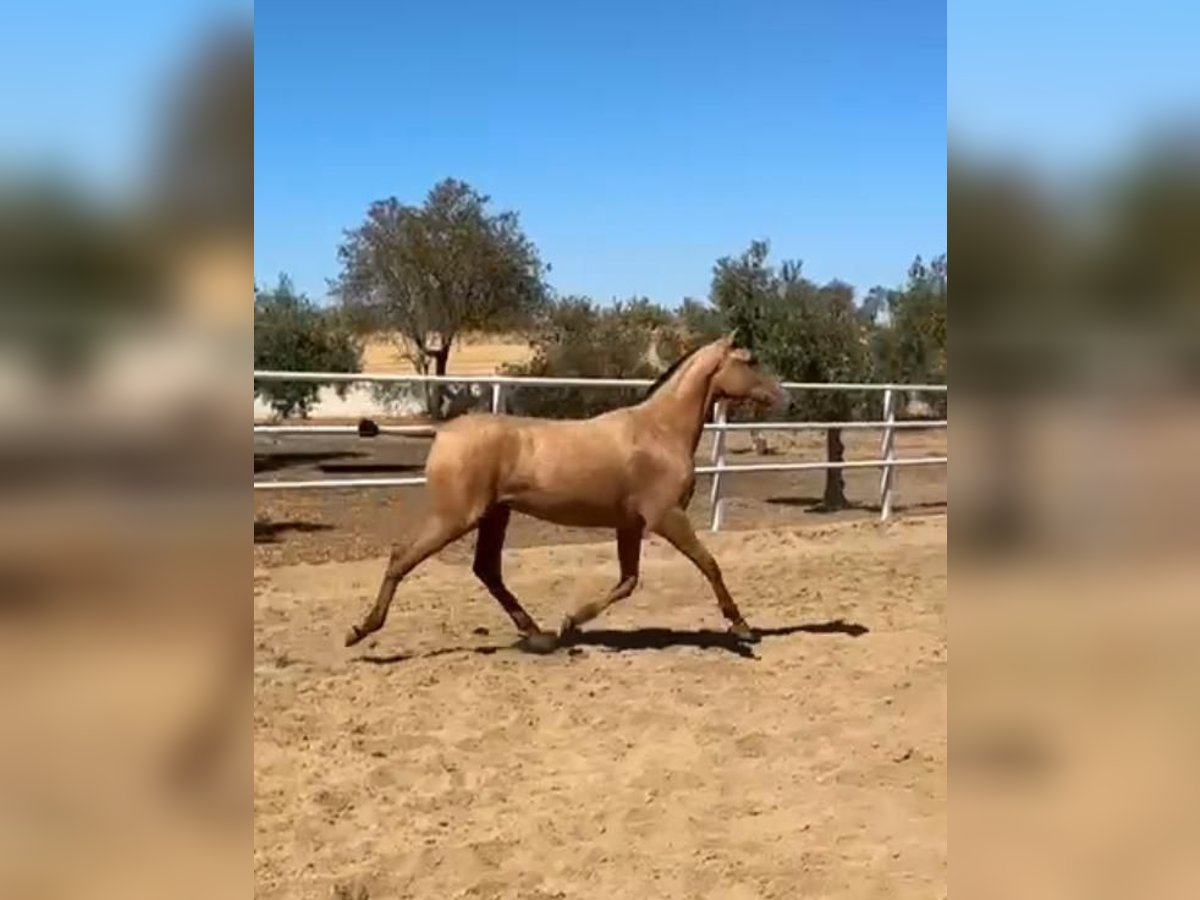 PRE Stute 1 Jahr 140 cm Falbe in Zalamea De La Serena