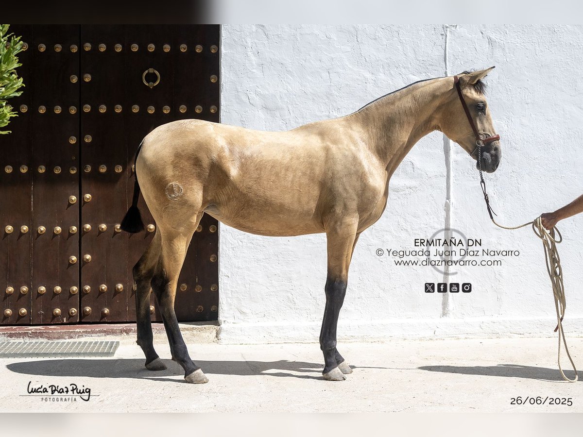 PRE Mix Stute 1 Jahr 155 cm Falbe in Arjona