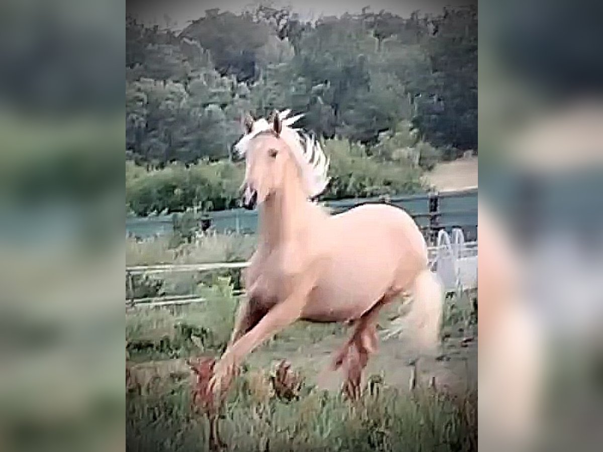 PRE Stute 1 Jahr 164 cm Palomino in Castro del Condado