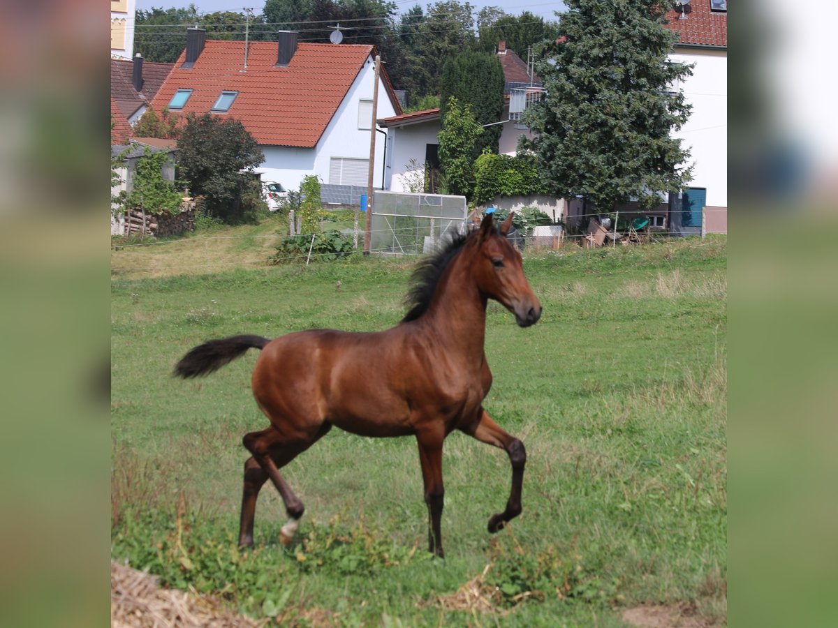 PRE Stute 1 Jahr 165 cm Brauner in Bibertal