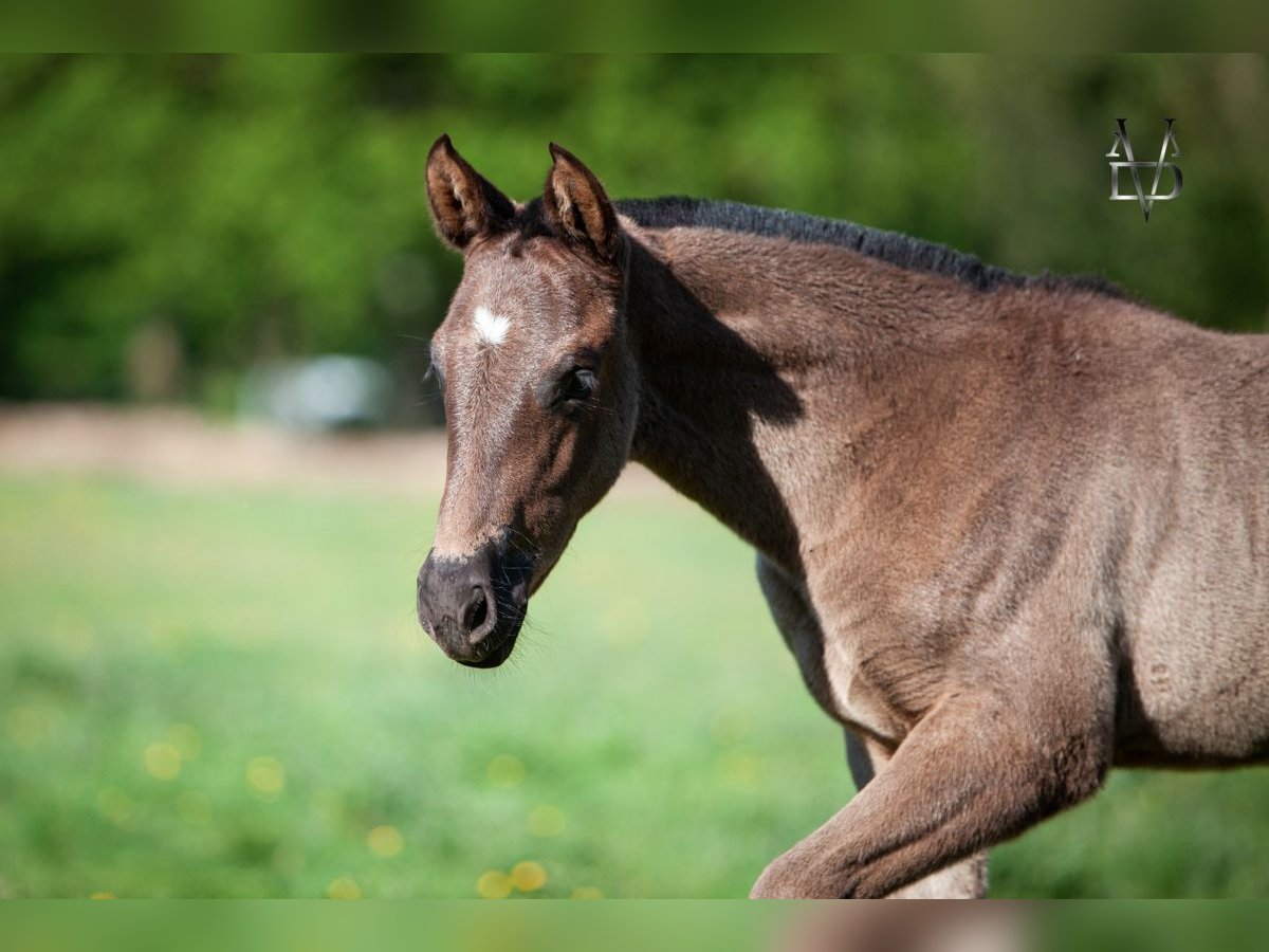 PRE Mix Stute 1 Jahr 165 cm Rappe in La Vespière-Friardel