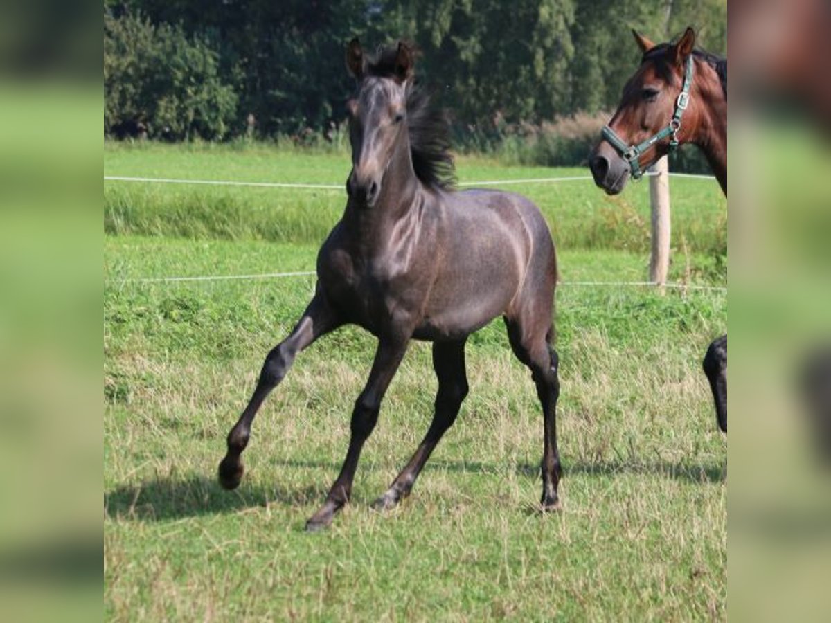 PRE Stute 1 Jahr 165 cm Schimmel in Bibertal