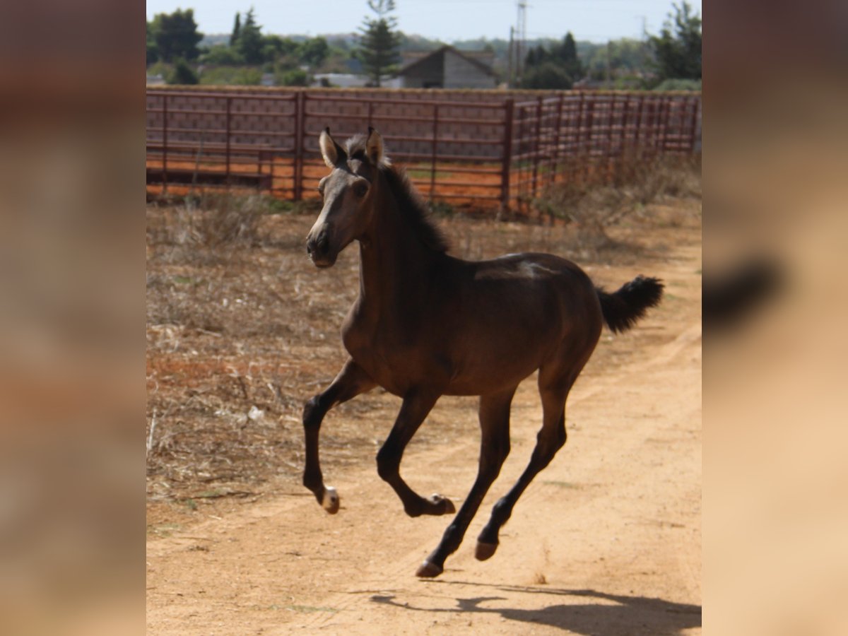 PRE Stute 1 Jahr Buckskin in Chiclana de la Frontera