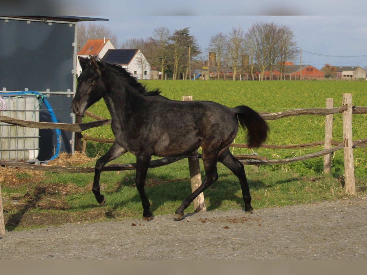 PRE Stute 1 Jahr Schimmel in Alveringem