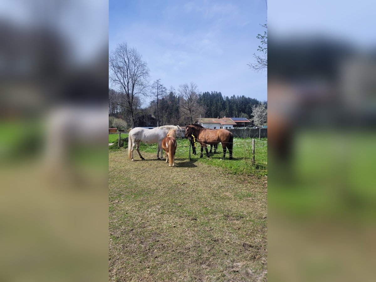 PRE Mix Stute 21 Jahre Schimmel in Übersee