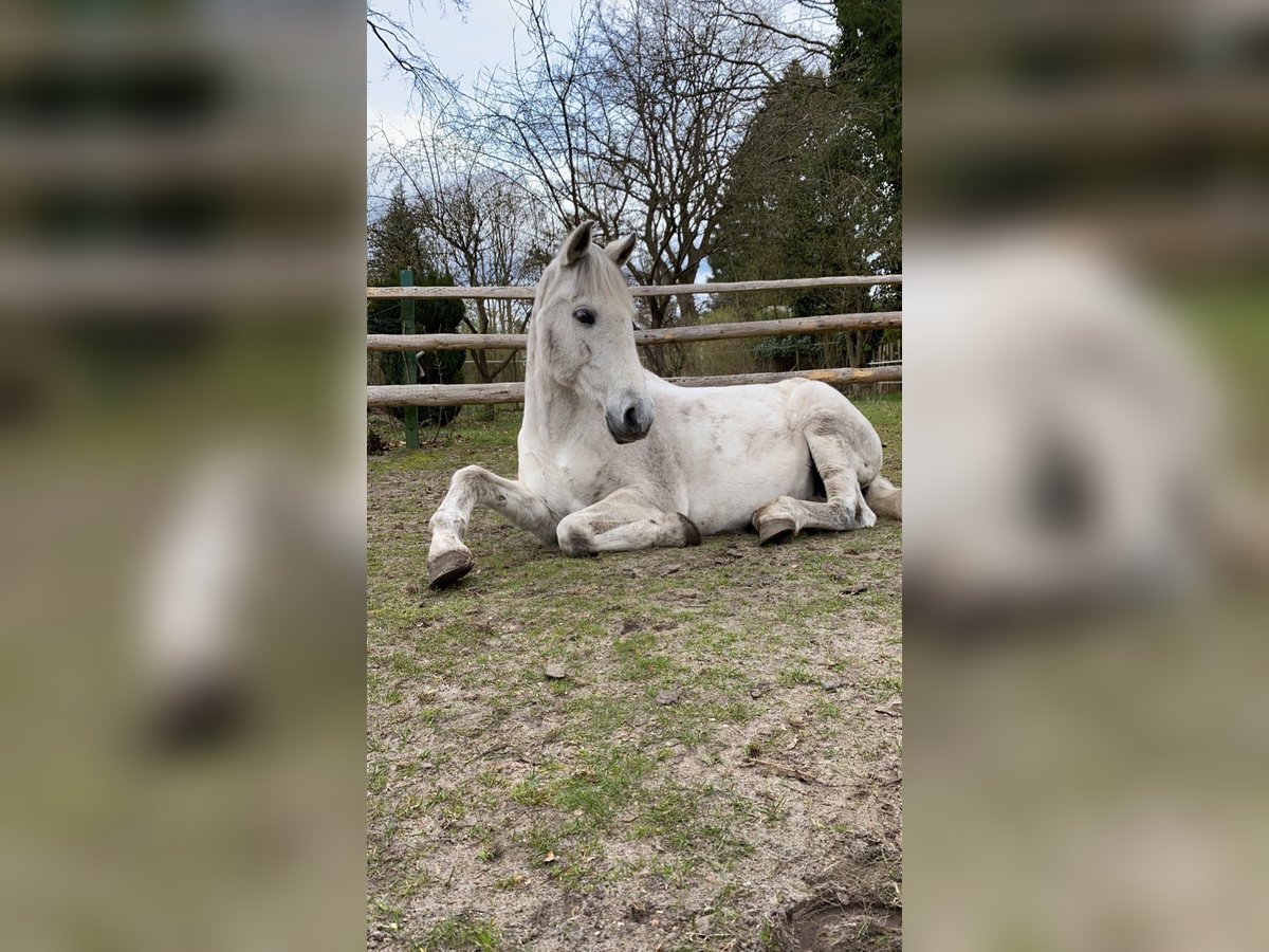 PRE Stute 23 Jahre 152 cm Schimmel in Hamburg