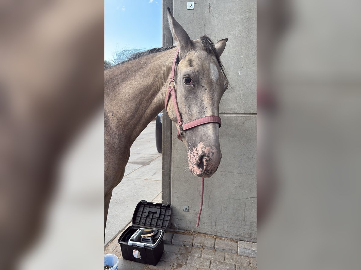 PRE Mix Stute 2 Jahre 155 cm Champagne in Almere