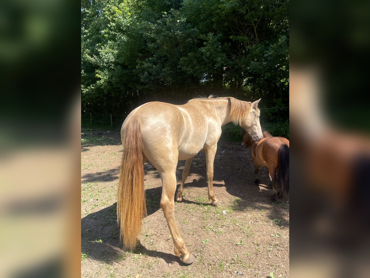 PRE Mix Stute 2 Jahre 155 cm Pearl in Växjö