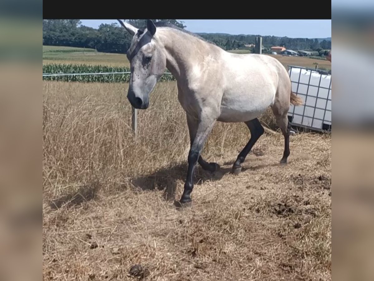 PRE Mix Stute 2 Jahre 155 cm Schimmel in Barbeira (San Marti&#xF1;o De Fontecada-Santa Comba)