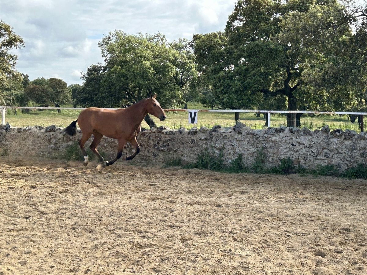 PRE Mix Stute 2 Jahre 159 cm Brauner in Villanueva De C&#xF3;rdoba