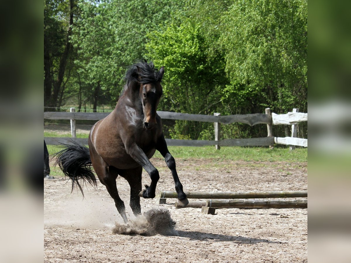 PRE Mix Stute 2 Jahre 160 cm Kann Schimmel werden in Harrislee