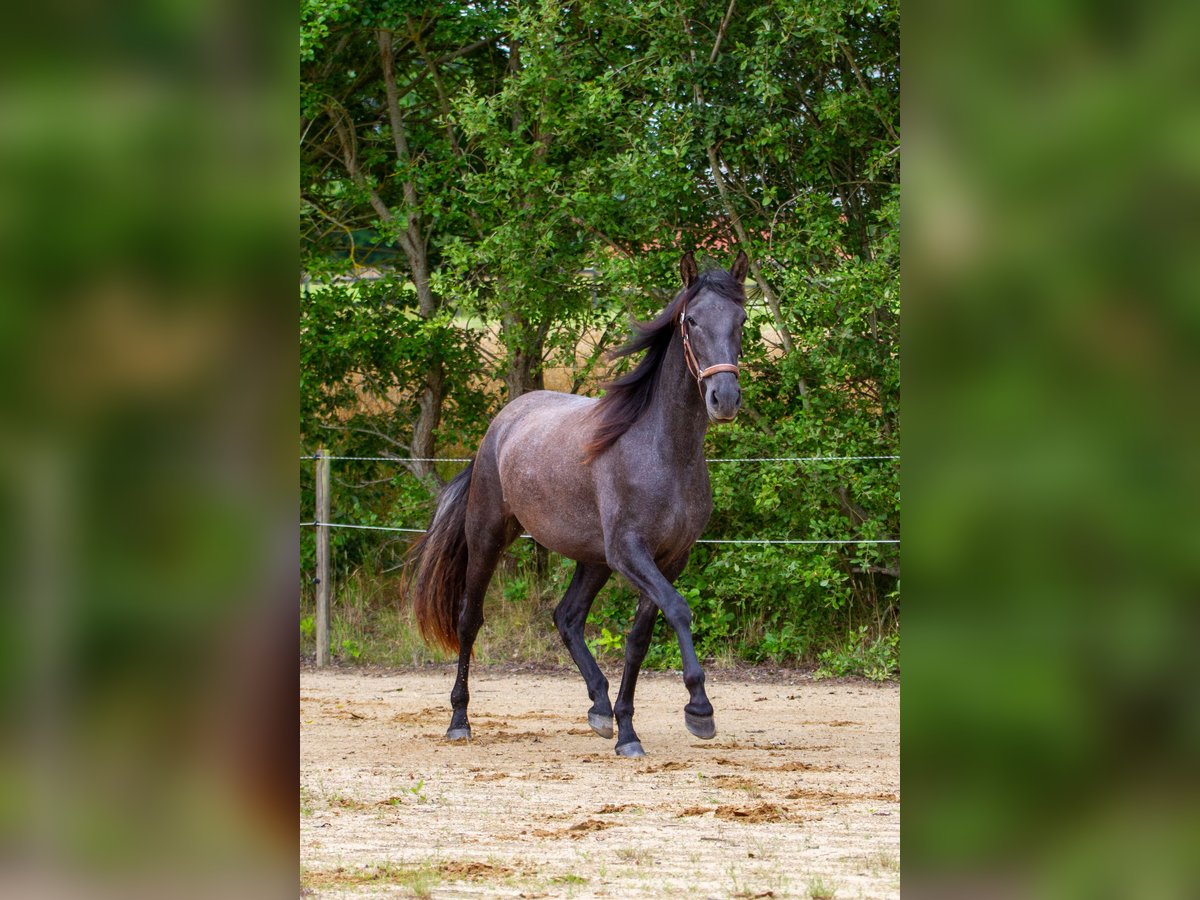 PRE Mix Stute 2 Jahre 163 cm Schimmel in Skanderborg