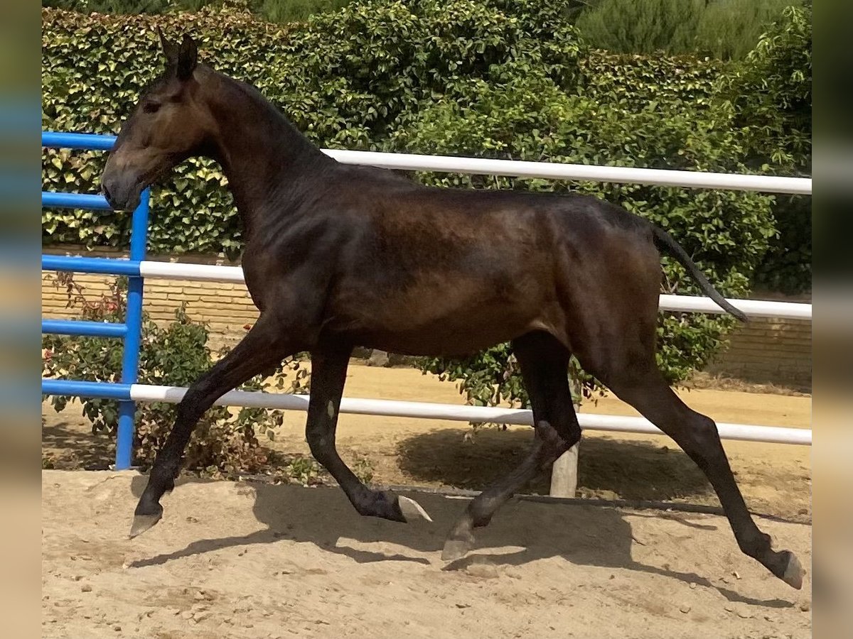 PRE Stute 2 Jahre 165 cm Schimmel in Fuentes De Andalucia