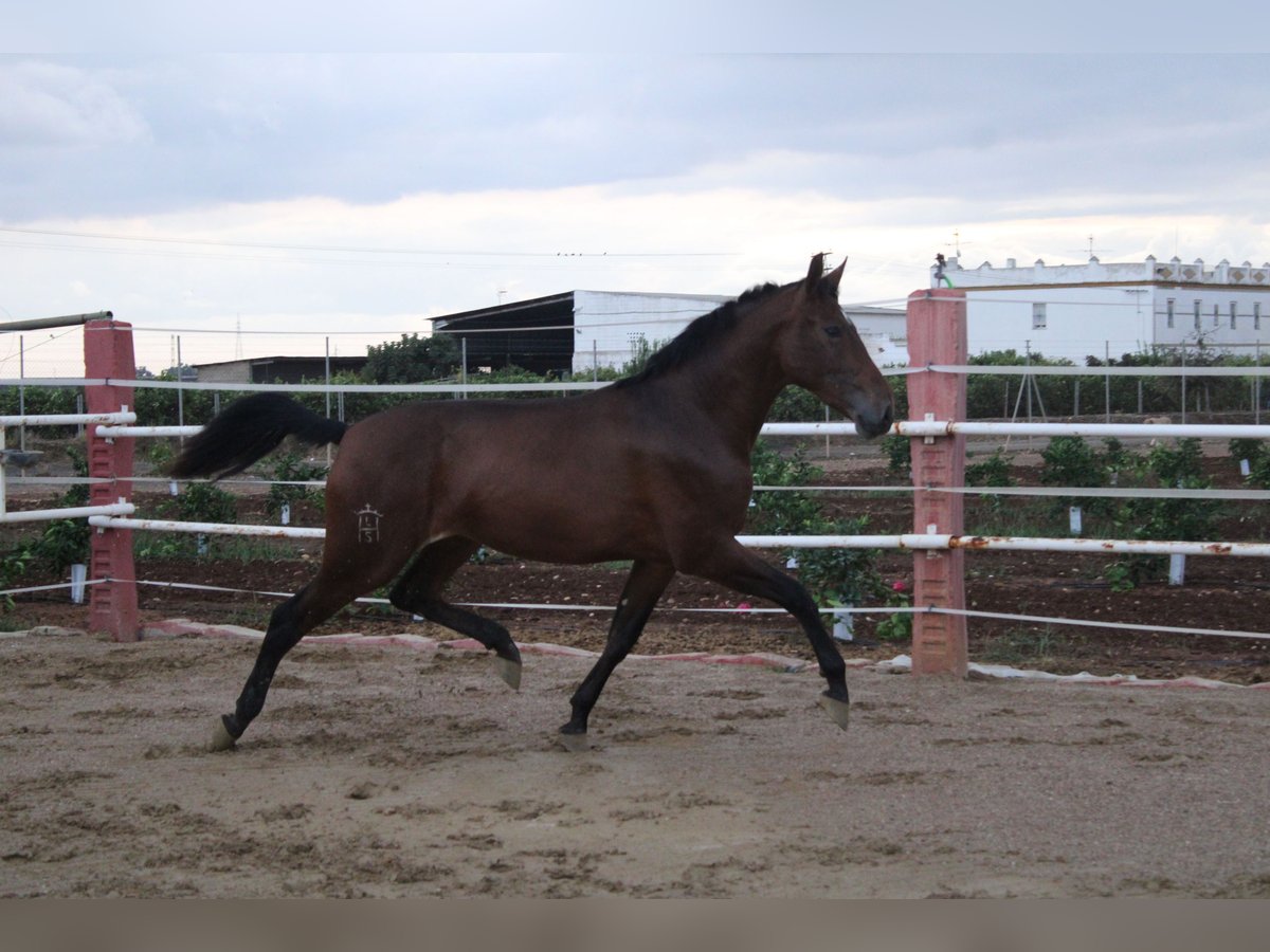 PRE Mix Stute 2 Jahre 170 cm Brauner in Los Rosales PRE Mix Stute 2 Jahre 170 cm Brauner in Los Rosales