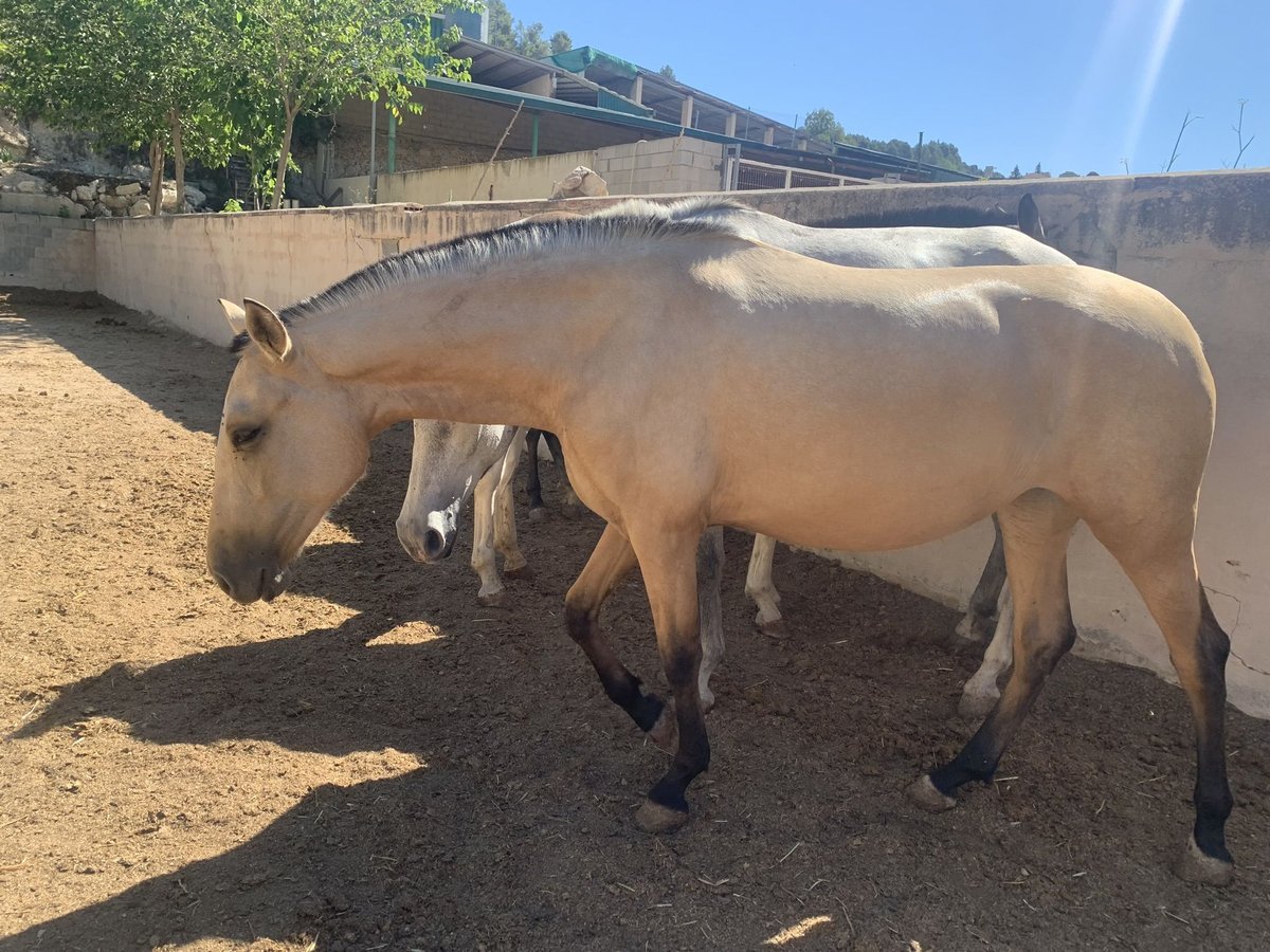 PRE Stute 2 Jahre Buckskin in Alcoi/Alcoy