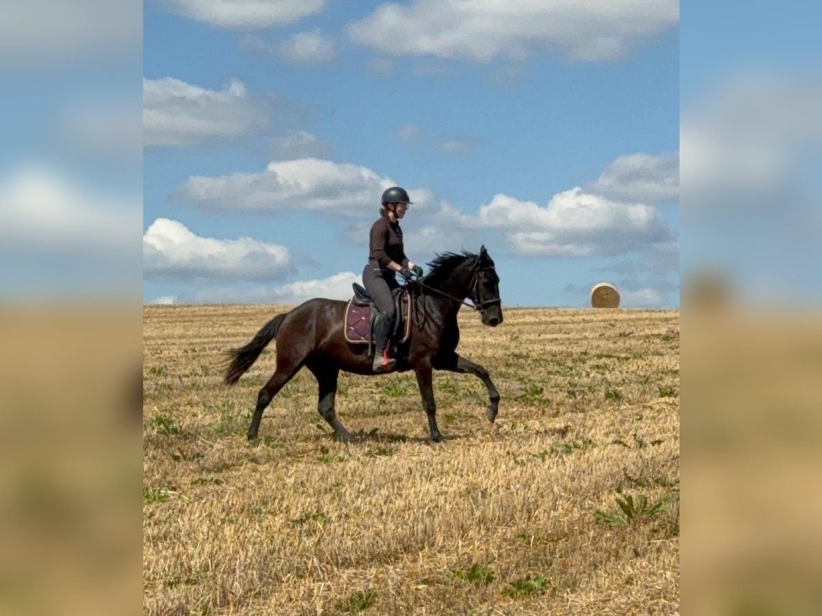 PRE Mix Stute 3 Jahre 153 cm Rappe in Daleiden