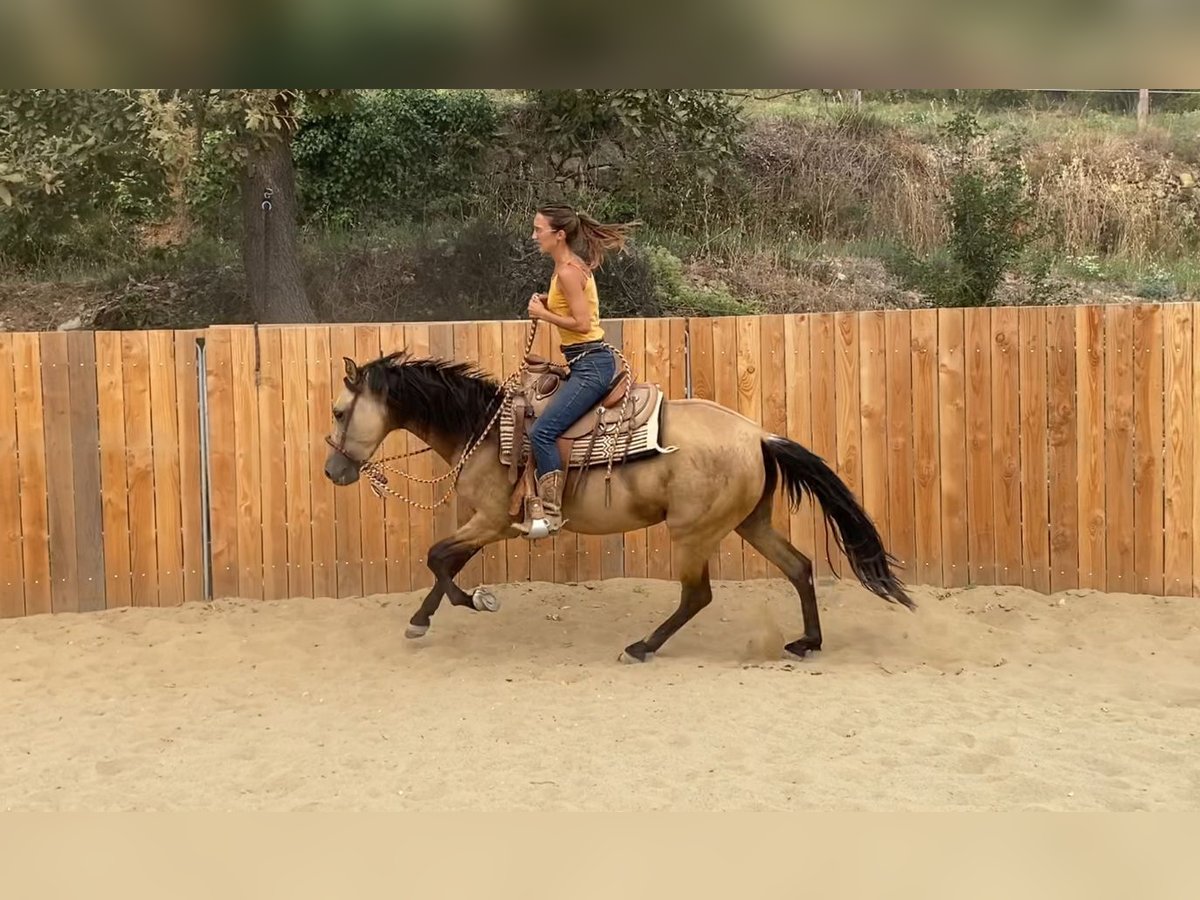 PRE Mix Stute 3 Jahre 154 cm Buckskin in Velbert