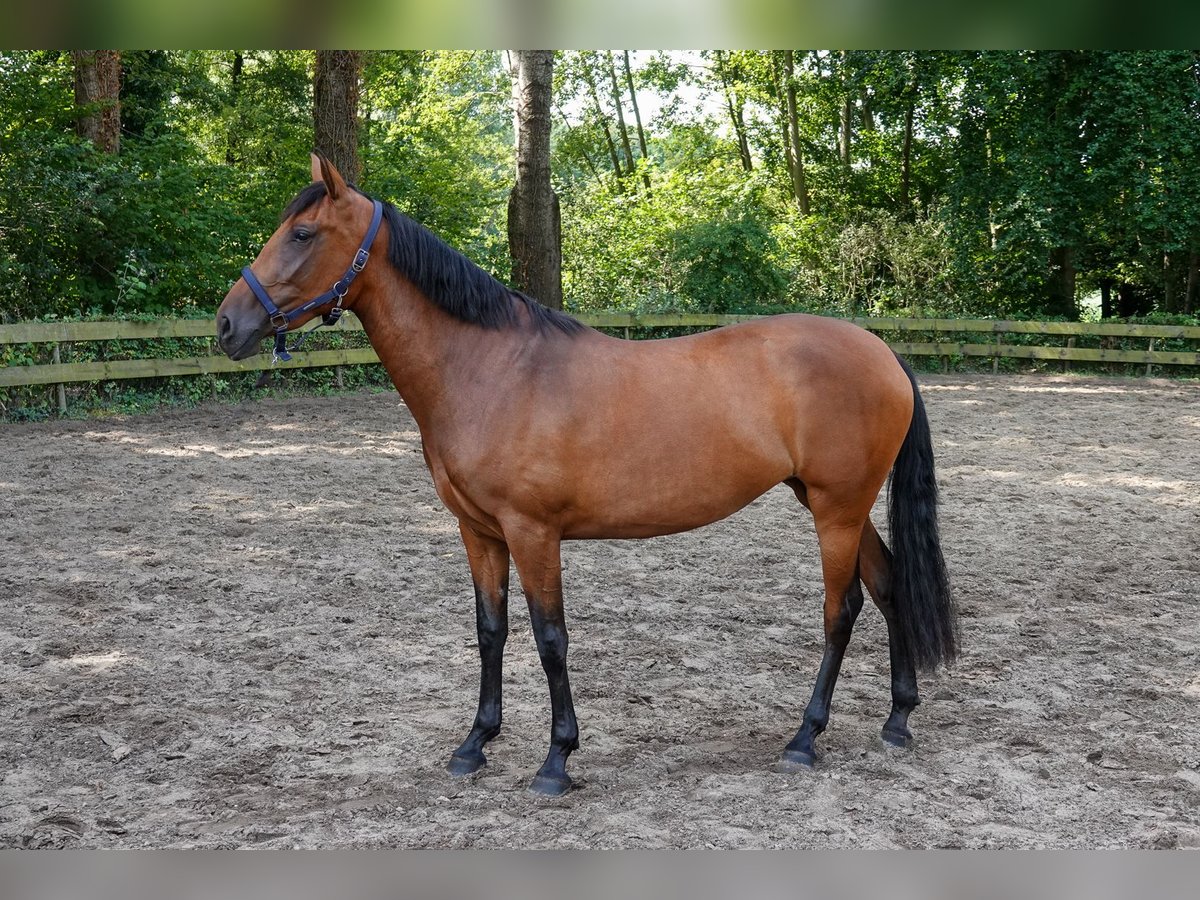 PRE Mix Stute 3 Jahre 156 cm Brauner in Oisterwijk