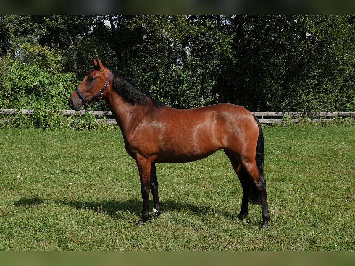 PRE Stute 3 Jahre 156 cm Brauner in Oisterwijk