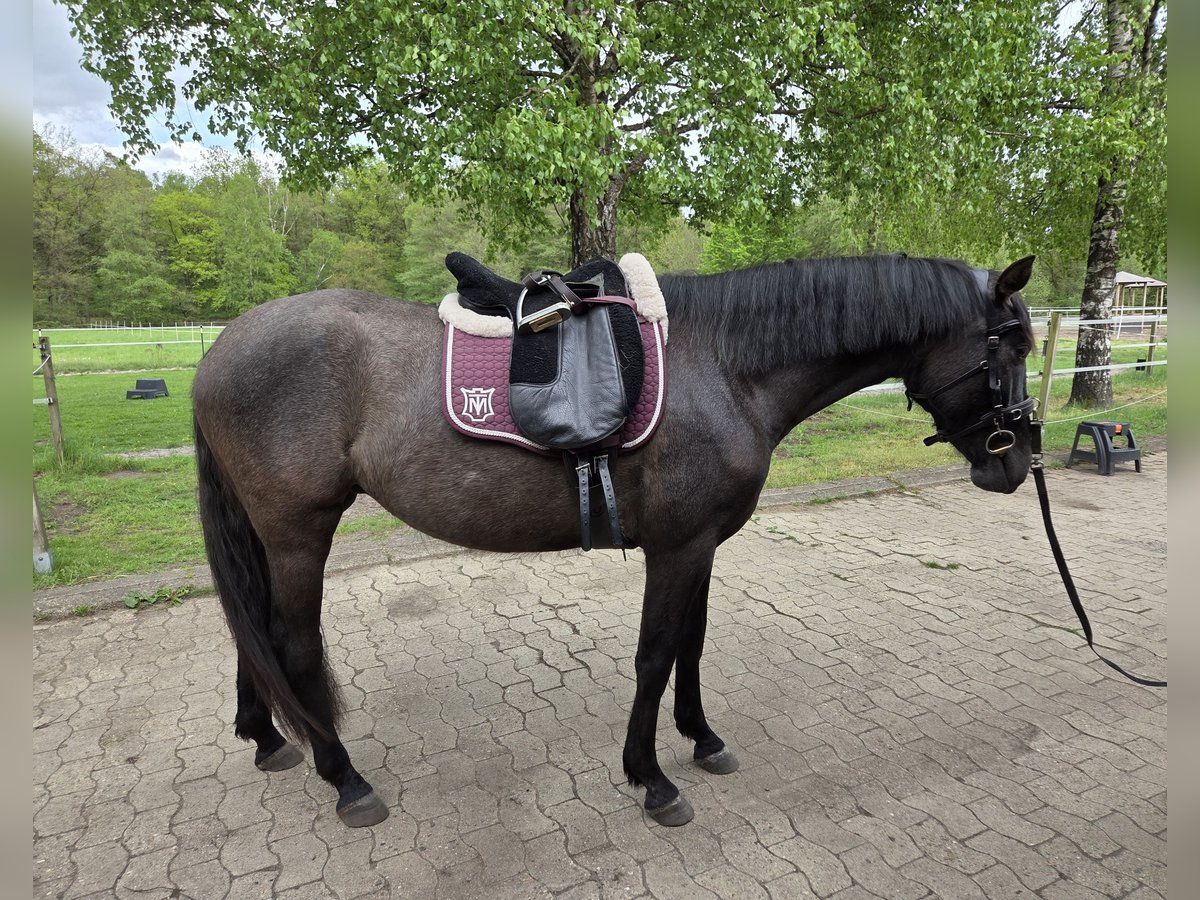 PRE Stute 3 Jahre 158 cm Kann Schimmel werden in Munster