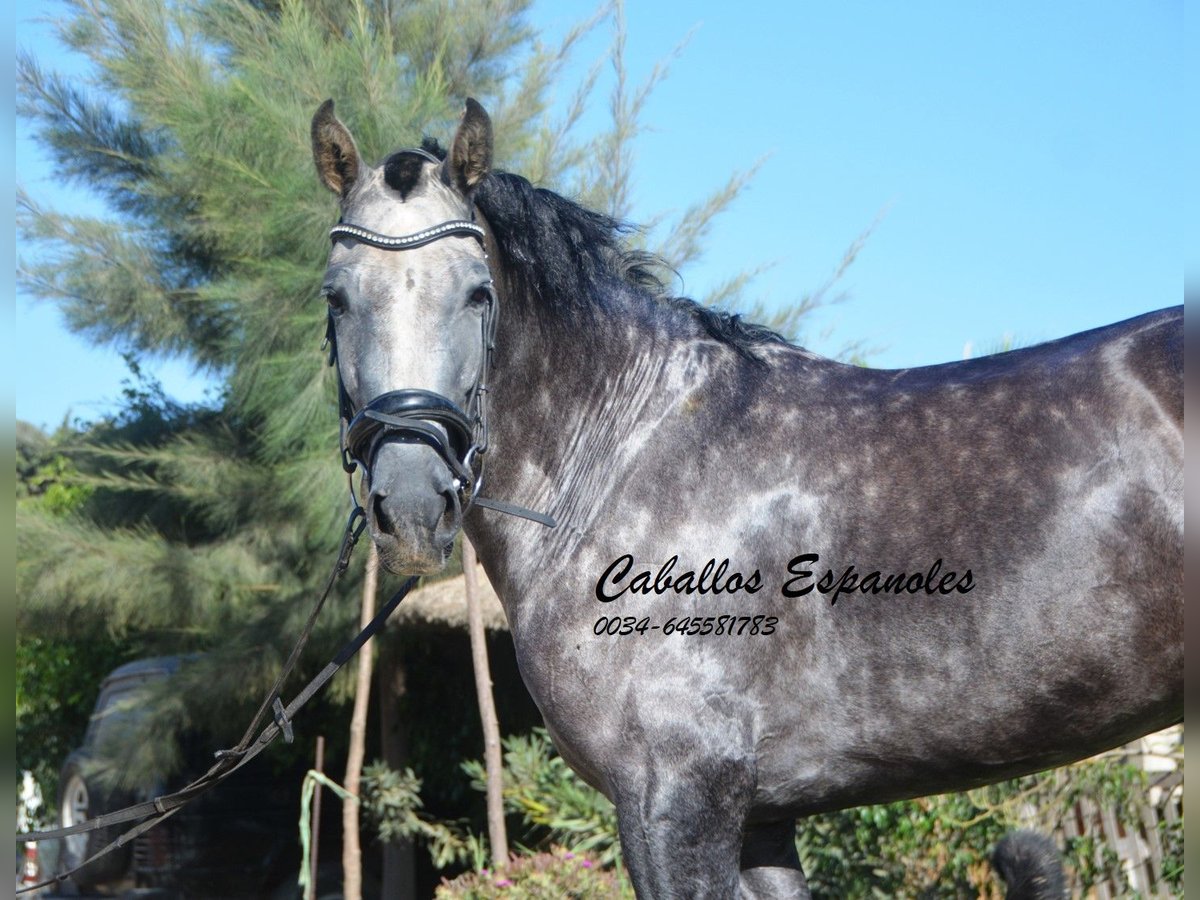 PRE Stute 3 Jahre 162 cm Apfelschimmel in Vejer de la Frontera