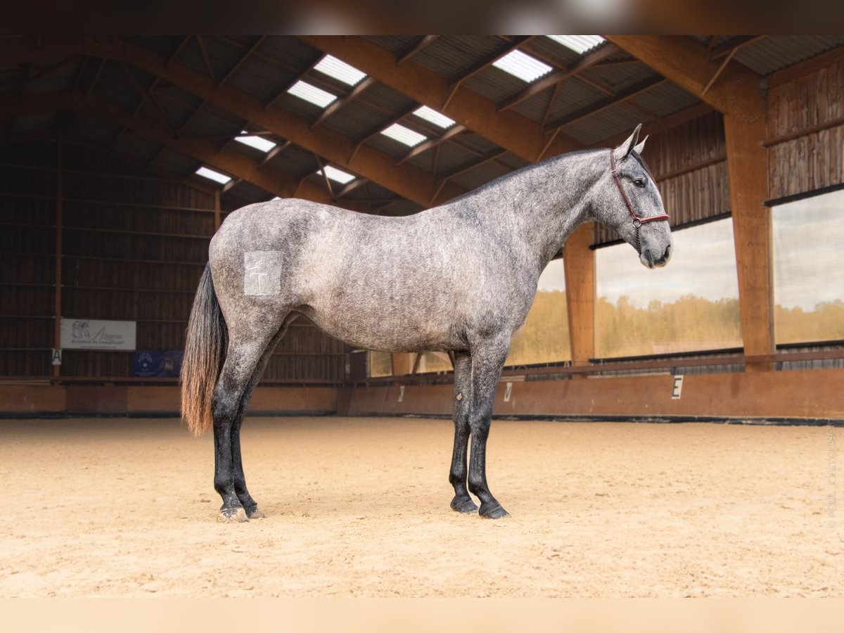 PRE Mix Stute 3 Jahre 162 cm Schimmel in CAUMONT