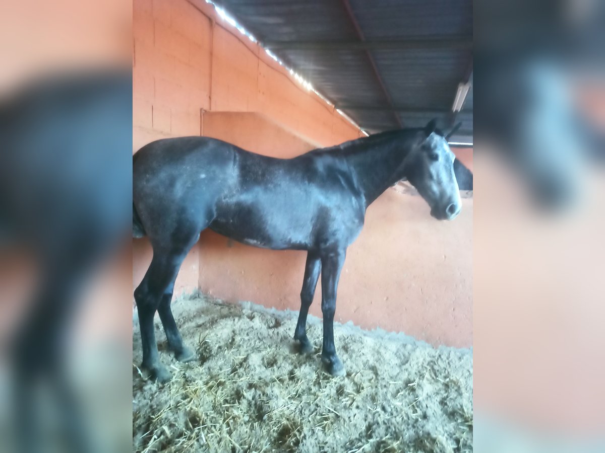 PRE Stute 3 Jahre 163 cm Apfelschimmel in Pedralba