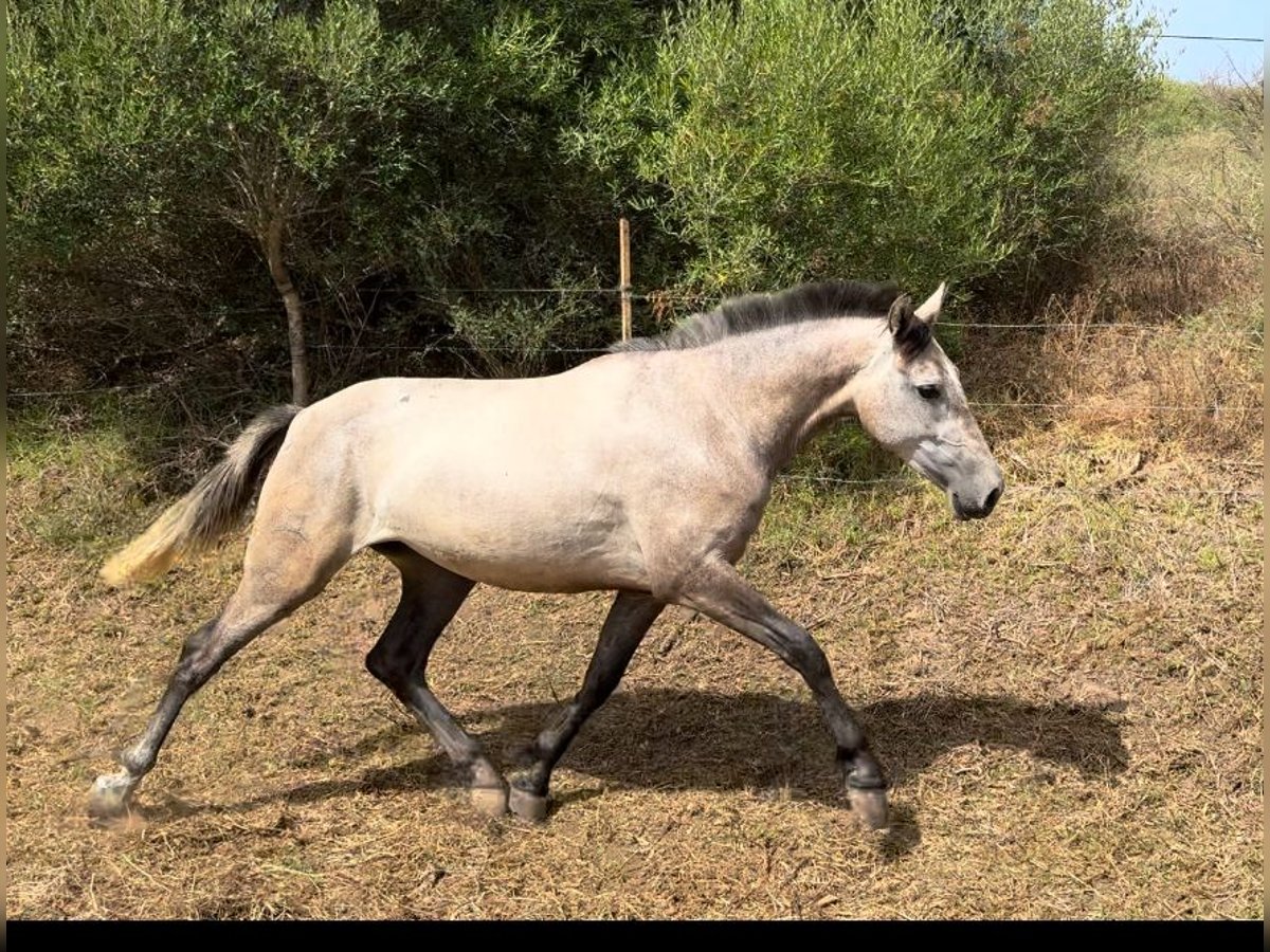 PRE Stute 3 Jahre 164 cm Schimmel in Tarifa