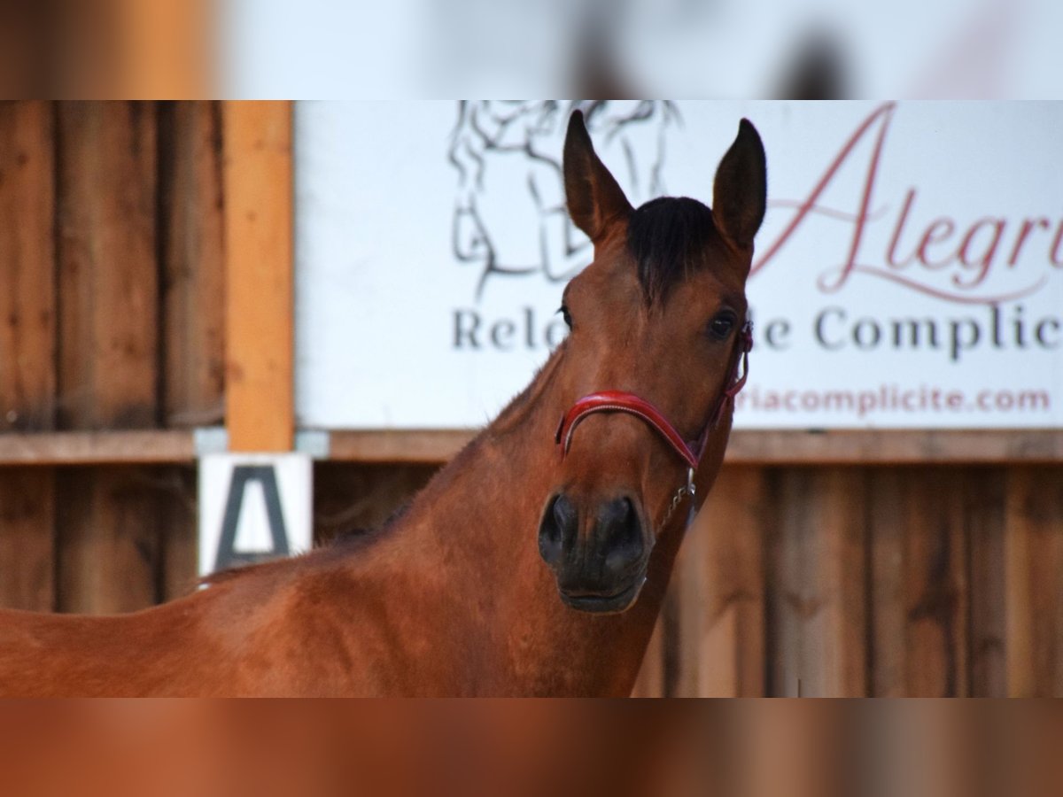 PRE Mix Stute 3 Jahre 165 cm Brauner in Caumont